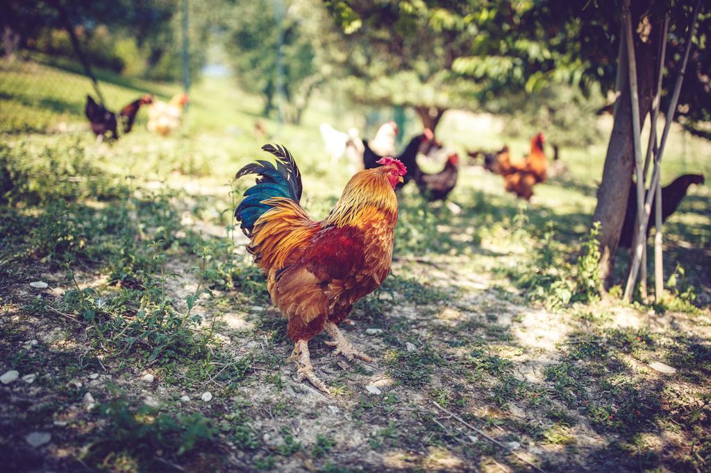 Agriturismo Casal San Sergio ฟอสซอมโบรเน ภายนอก รูปภาพ