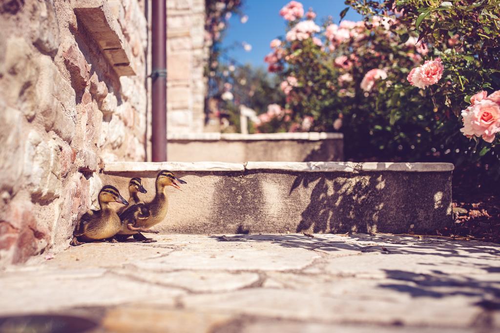 Agriturismo Casal San Sergio ฟอสซอมโบรเน ภายนอก รูปภาพ