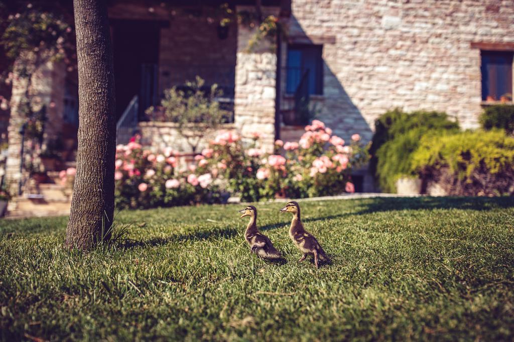 Agriturismo Casal San Sergio ฟอสซอมโบรเน ภายนอก รูปภาพ