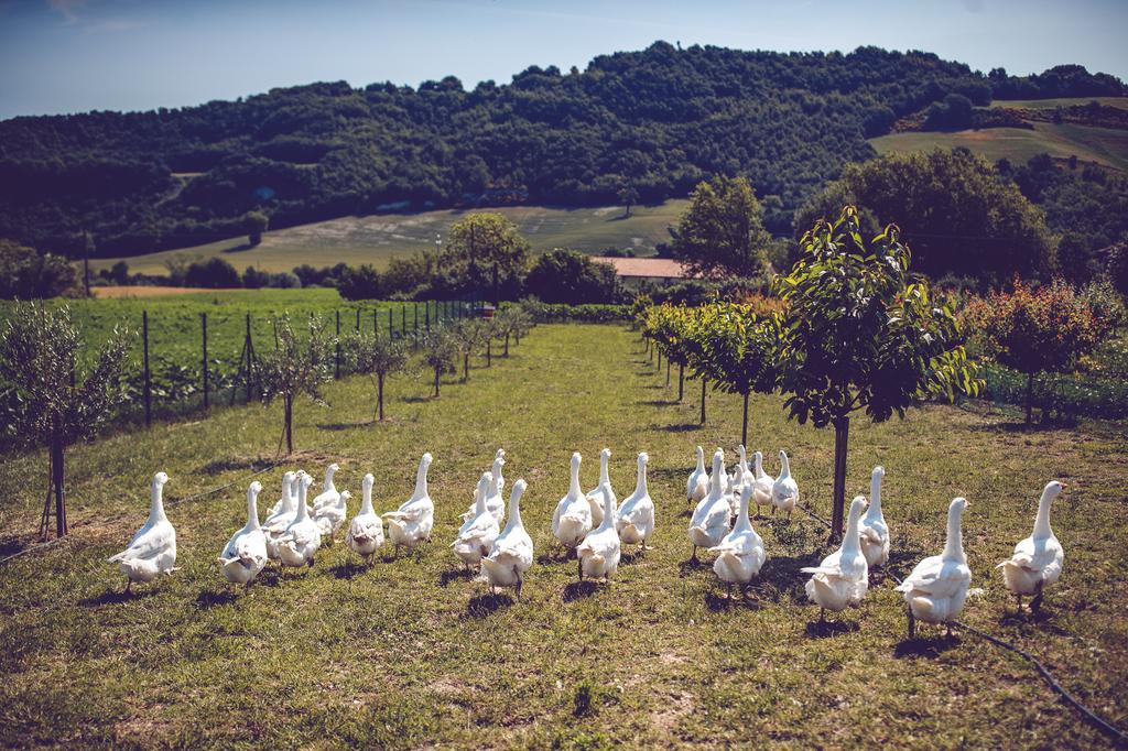 Agriturismo Casal San Sergio ฟอสซอมโบรเน ภายนอก รูปภาพ