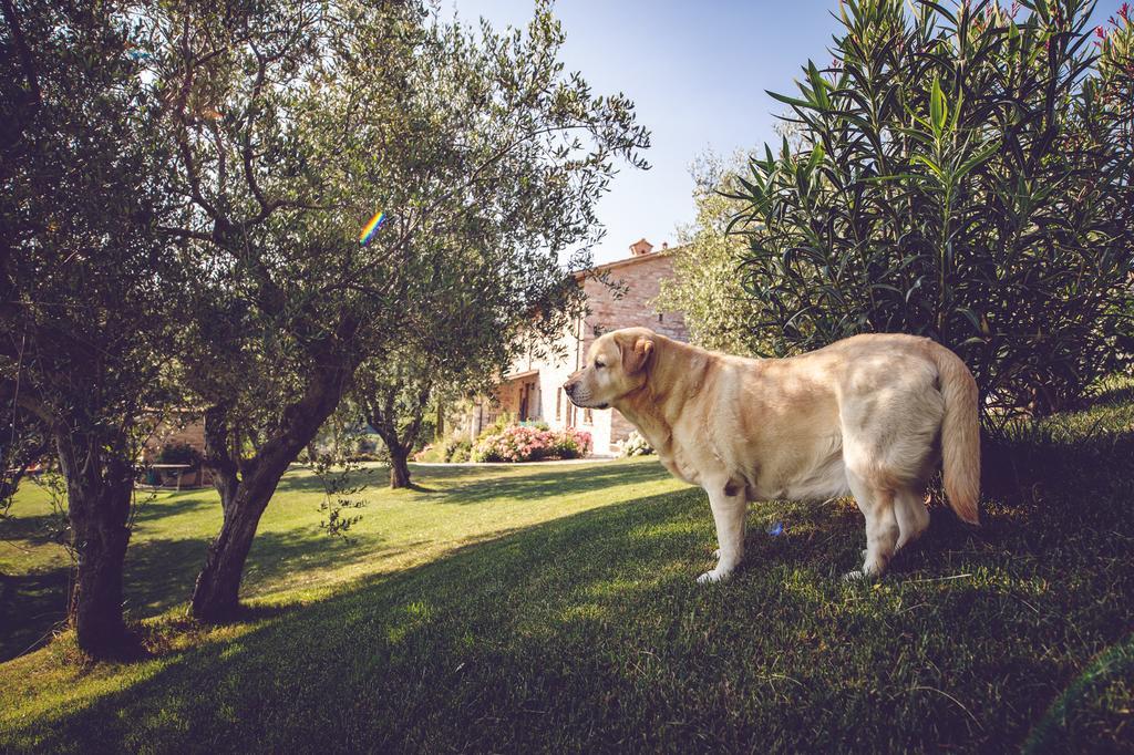 Agriturismo Casal San Sergio ฟอสซอมโบรเน ภายนอก รูปภาพ